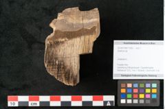 Foto (Objekt + Etikett) von Quercus sp.  (NHMW-GEO-2024-0188-11583)